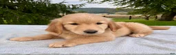 Golden Retriever dogs for sale: Jepp - Ad 3