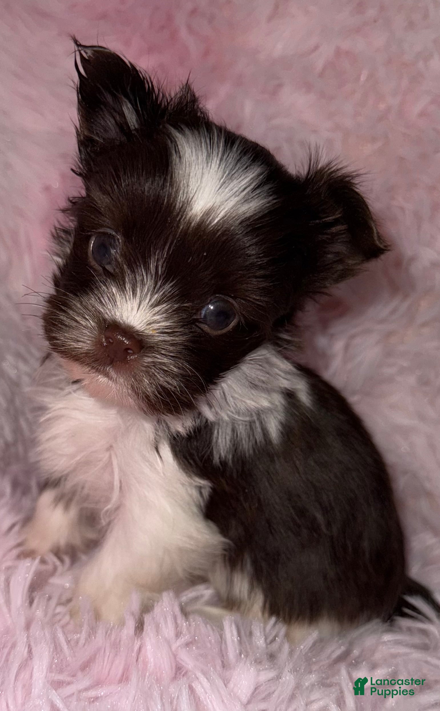 Yorkshire Terrier dogs Love - Ad 11