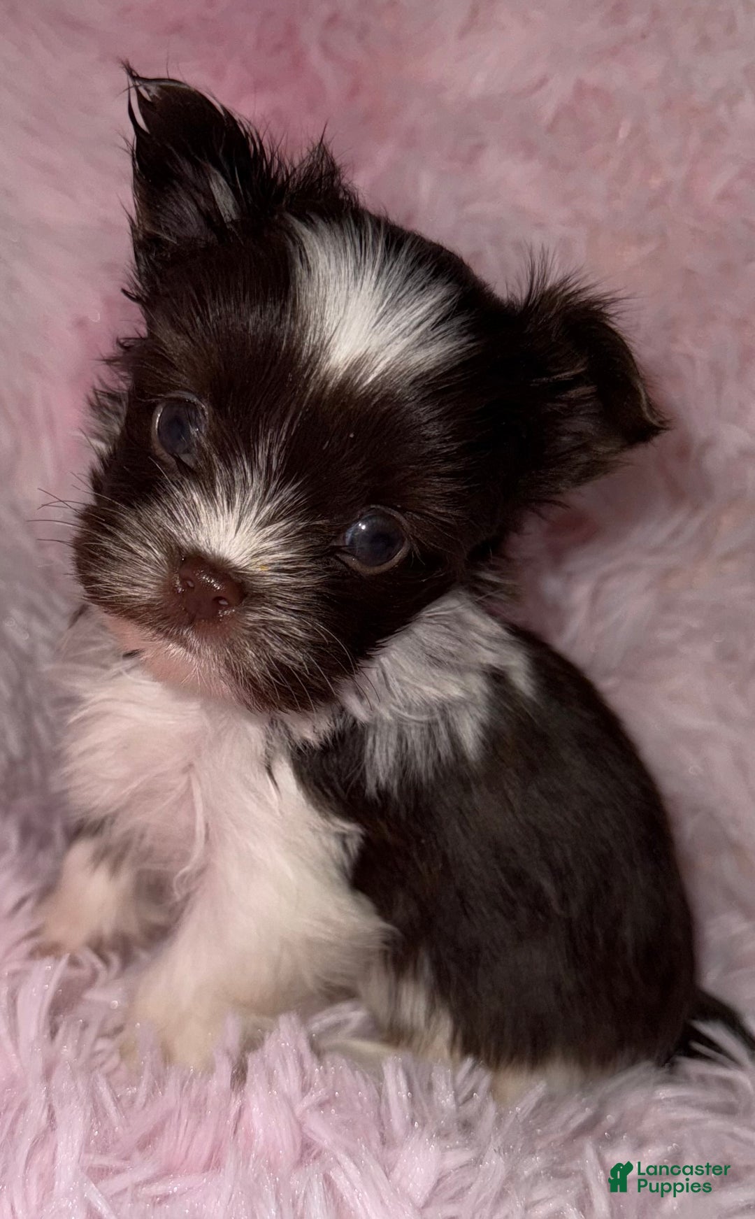 Yorkshire Terrier dogs for sale: Love - Ad 1