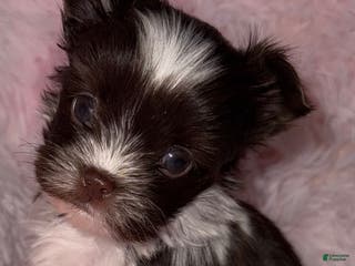 Yorkshire Terrier dogs Love - Ad 12