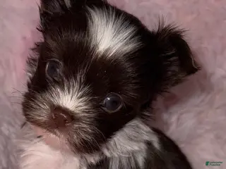 Yorkshire Terrier dogs Love - Ad 13