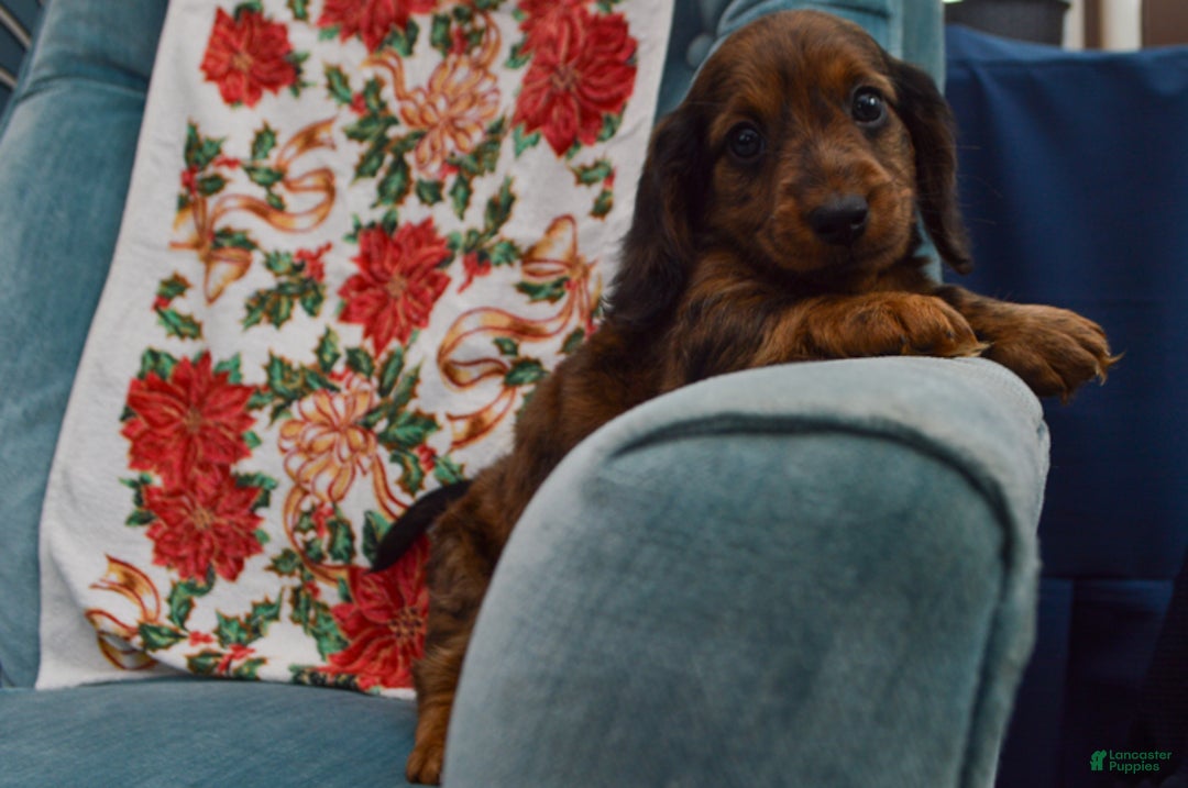 Dachshund dogs for sale: Michael  - Ad 4