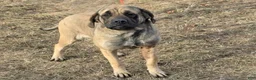 English Mastiff dogs for sale: Mabel  - Ad 1