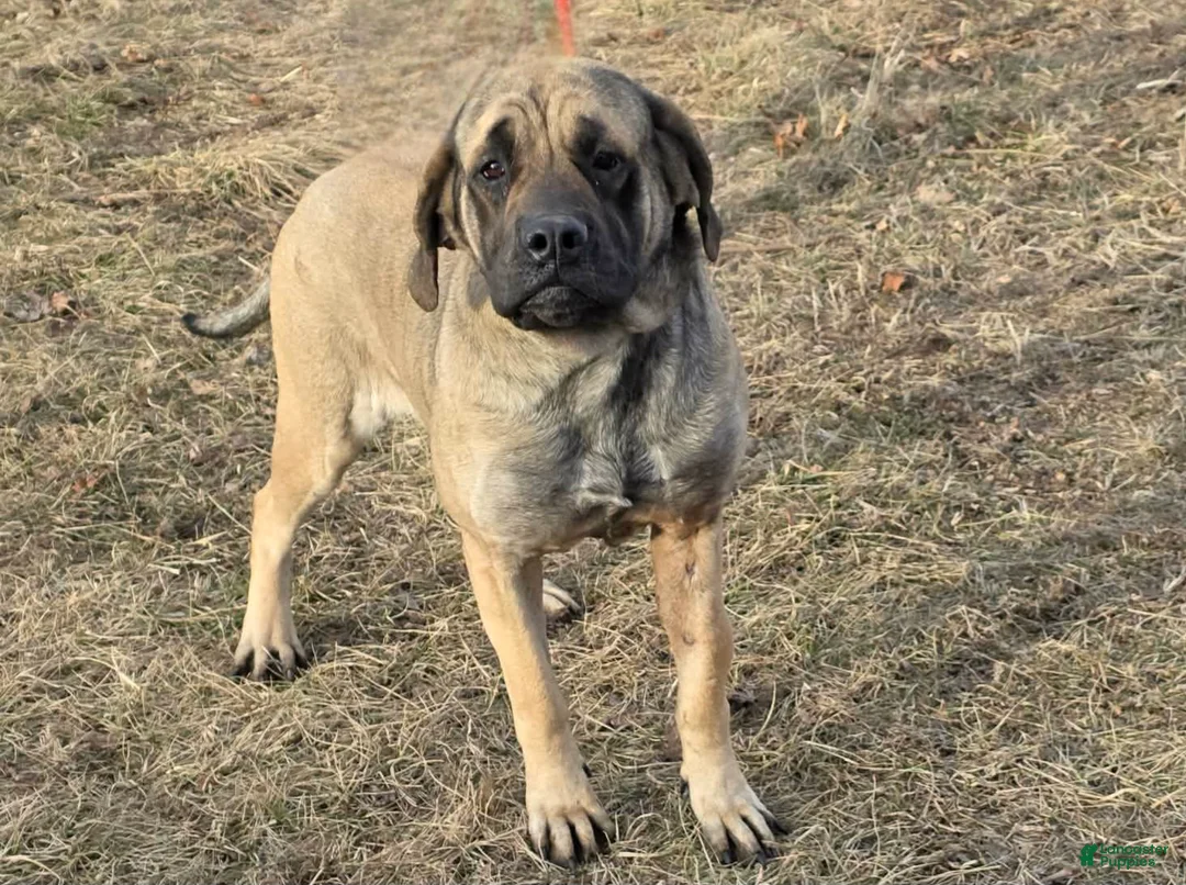 English Mastiff dogs for sale: Mabel  - Ad 1