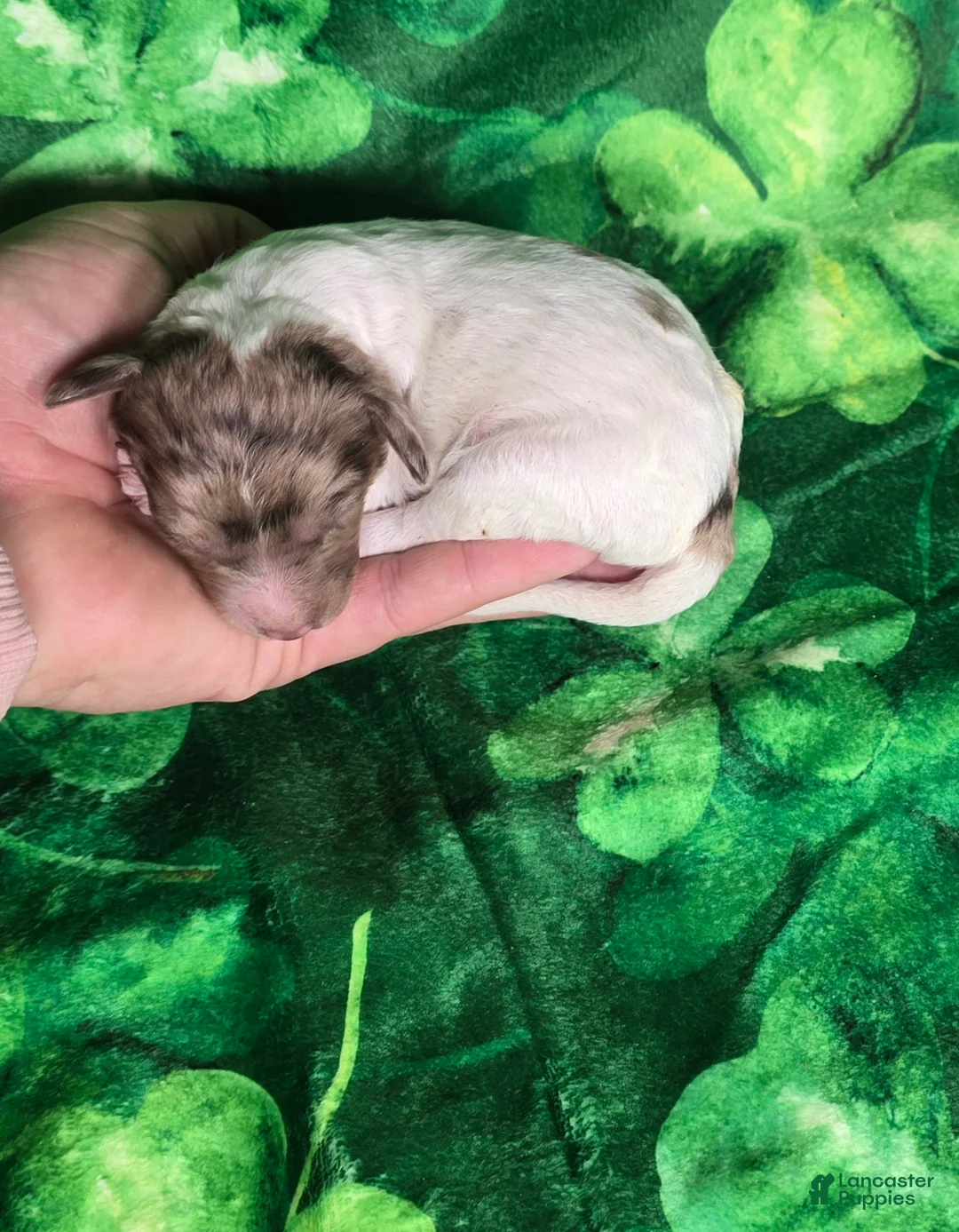 Mini Goldendoodle dogs for sale: Pippin - Ad 2