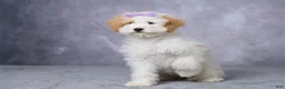 Mini Bernedoodle dogs for sale: Candy - Ad 1