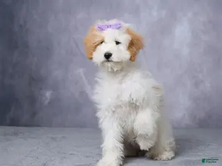 Mini Bernedoodle dogs for sale: Candy - Ad 2