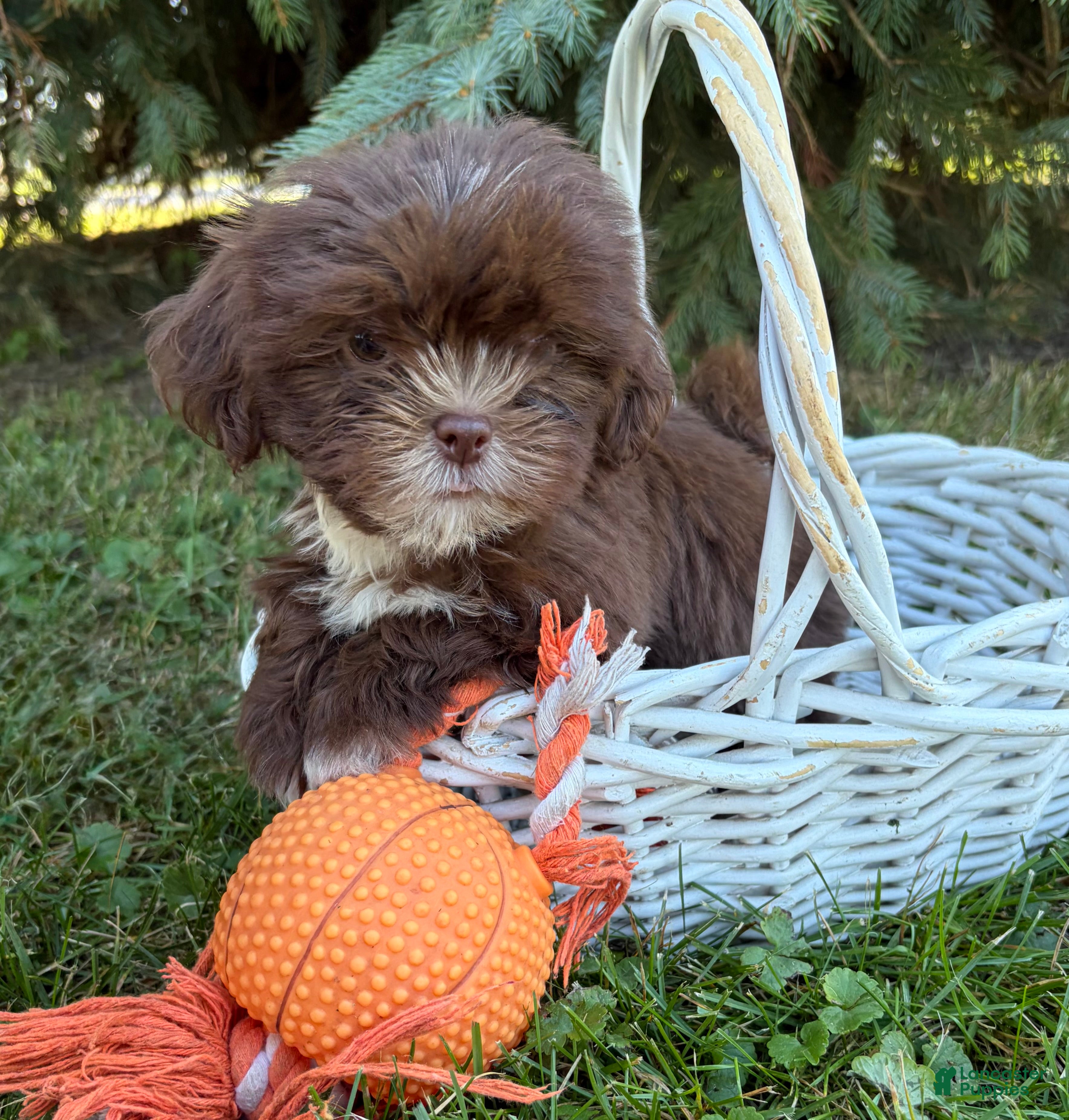 Shih Tzu dogs Lainey - Ad 2