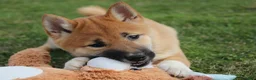 Shiba Inu dogs for sale: Fox - Ad 8