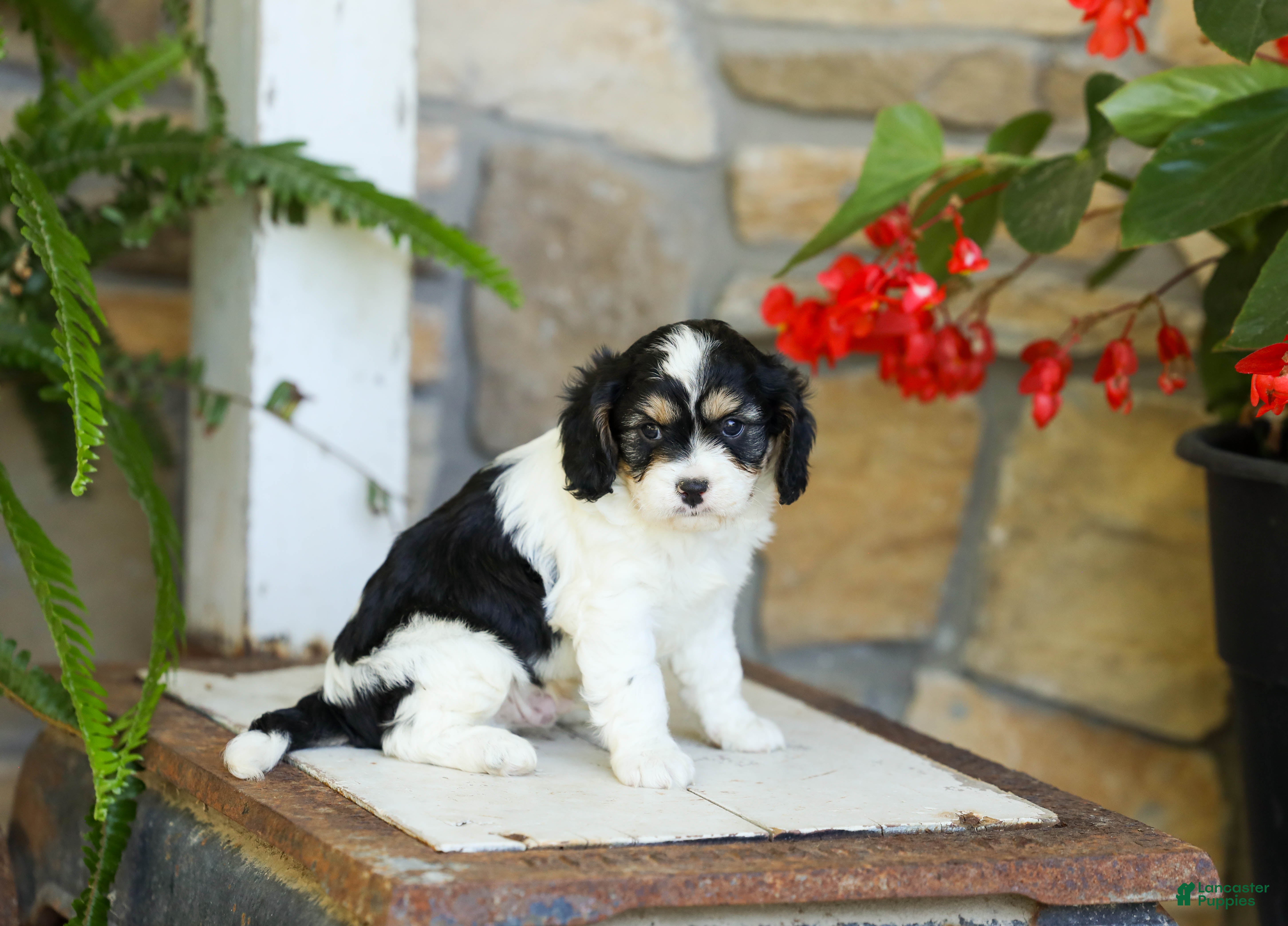 Cavapoo dogs James - Ad 2