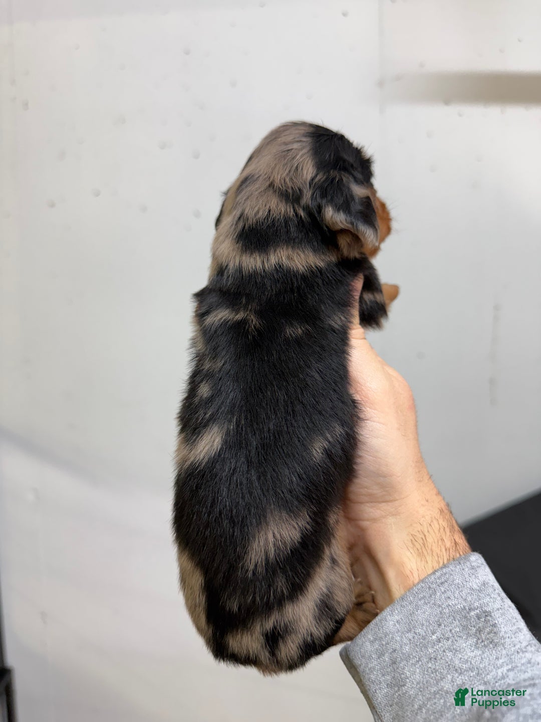 Miniature Dachshund dogs for sale: Colton LH  - Ad 3