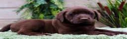 Labrador Retriever dogs for sale: Banjo - Ad 7