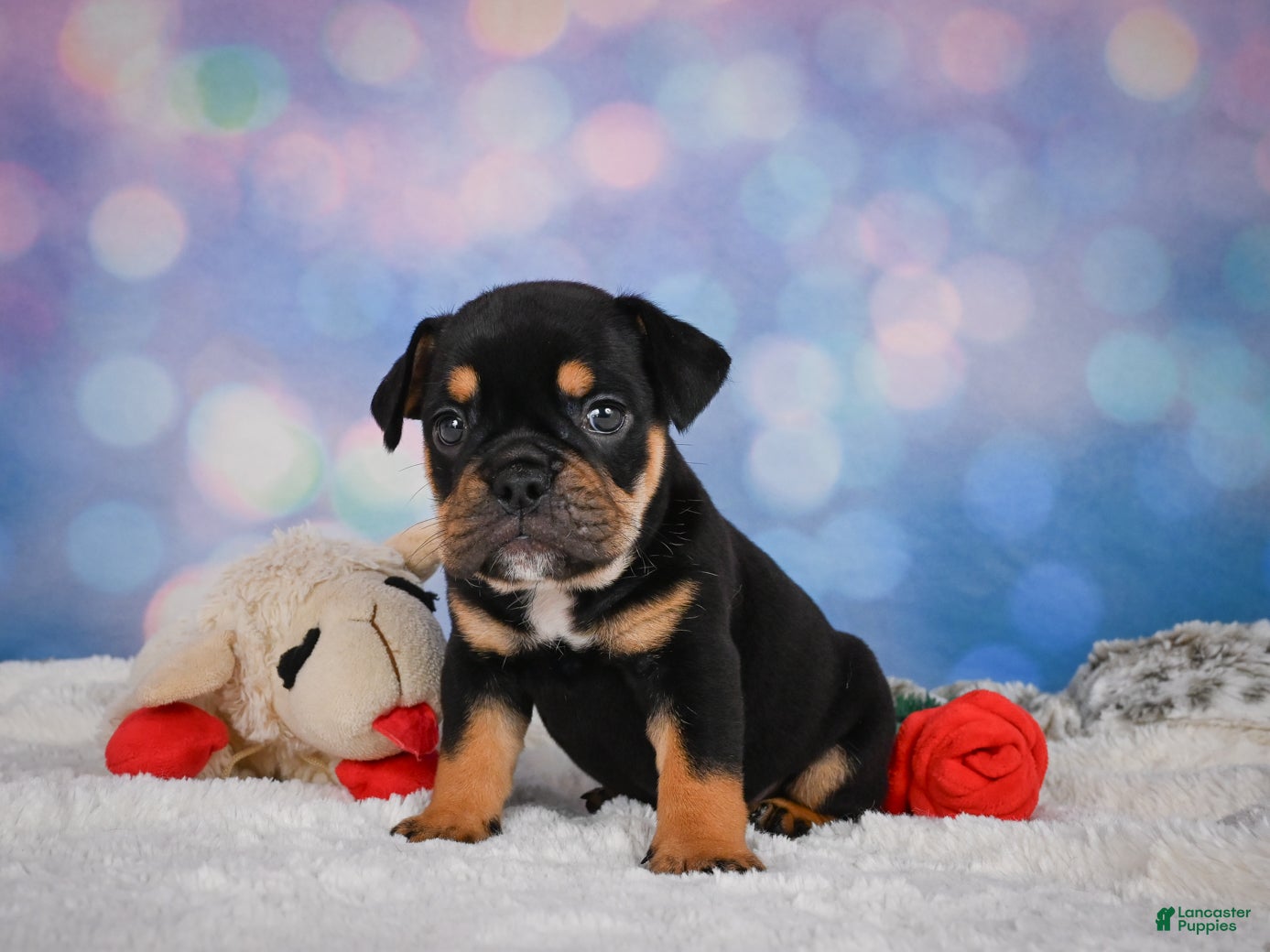 English Bulldog dogs Addi - Ad 2
