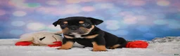 English Bulldog dogs for sale: Addi - Ad 2