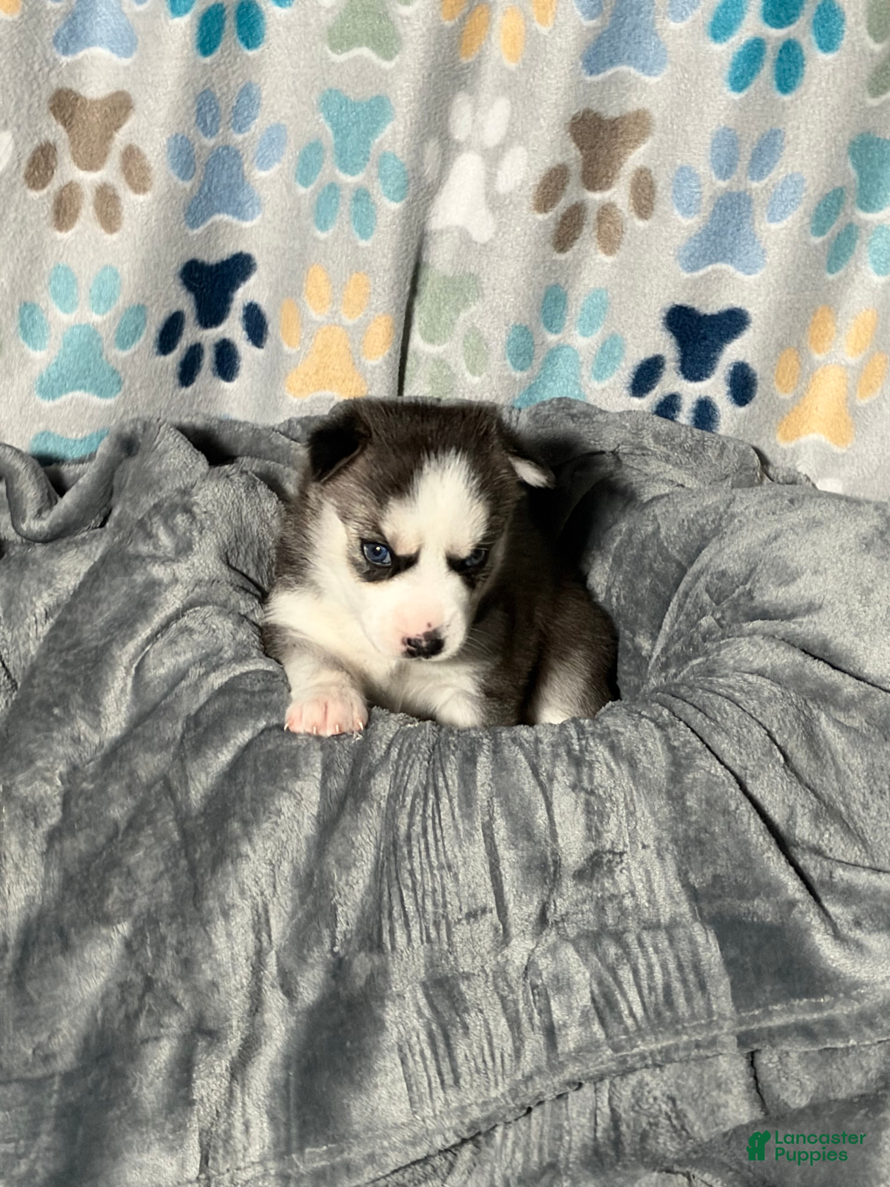 Siberian Husky dogs for sale: Roxie Mae - Ad 1