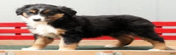 Australian Shepherd dogs for sale: Candy - Ad 3