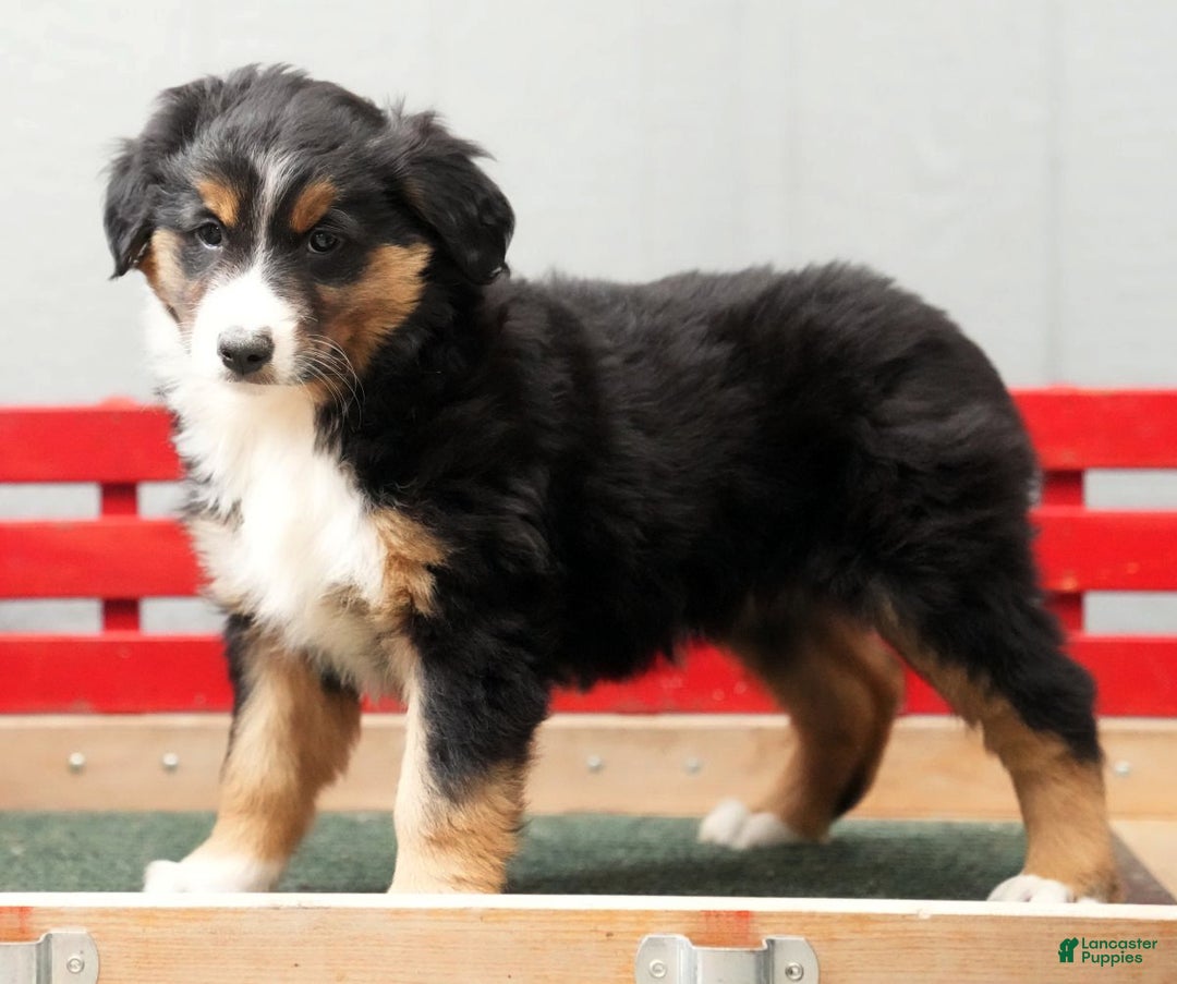 Australian Shepherd dogs for sale: Candy - Ad 3