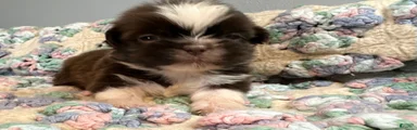 Shih Tzu 1