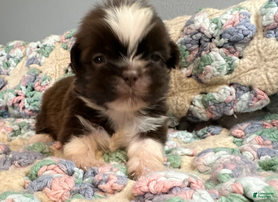 Shih Tzu dogs for sale: Shih Tzu 1 - Ad 1