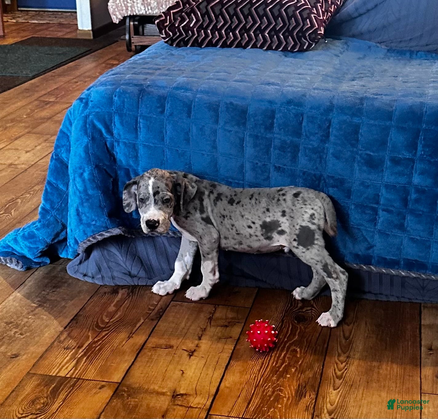 Great Dane dogs Rugger - Ad 6