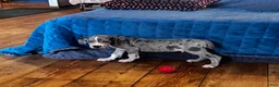 Great Dane dogs for sale: Rugger - Ad 1
