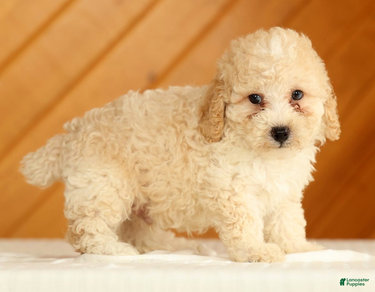 Toy Poodle dogs Dakota - Ad 2
