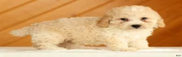 Toy Poodle dogs for sale: Dakota - Ad 2