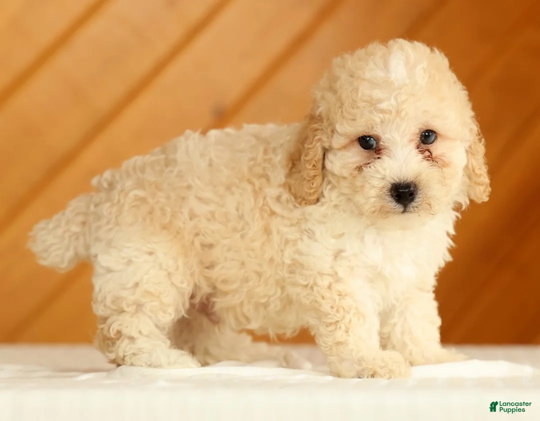 Toy Poodle dogs for sale: Dakota - Ad 2