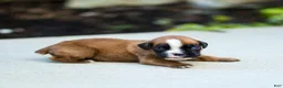 Boxer dogs for sale: Nora Boxer  - Ad 8