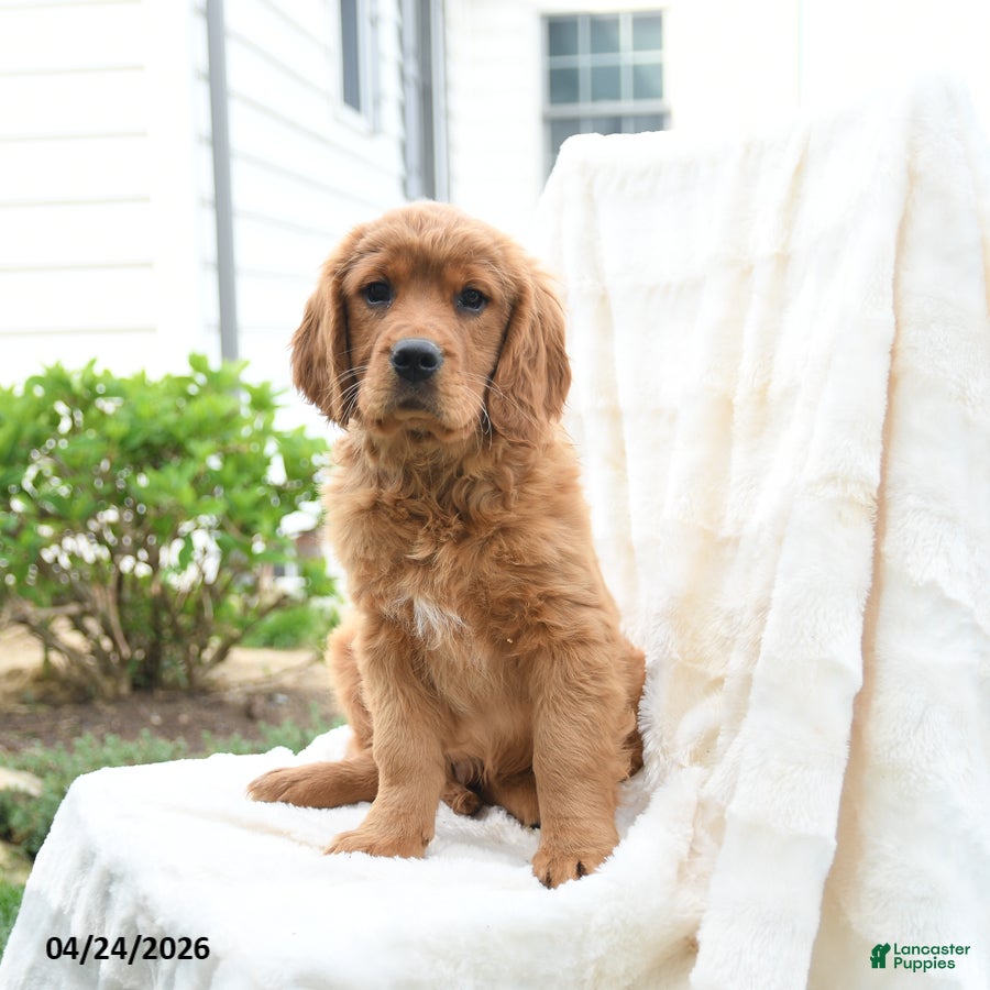 Miniature Golden Retriever dogs Jimmy - Ad 1