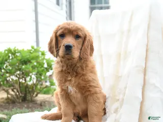 Miniature Golden Retriever dogs for sale: Jimmy - Ad 3