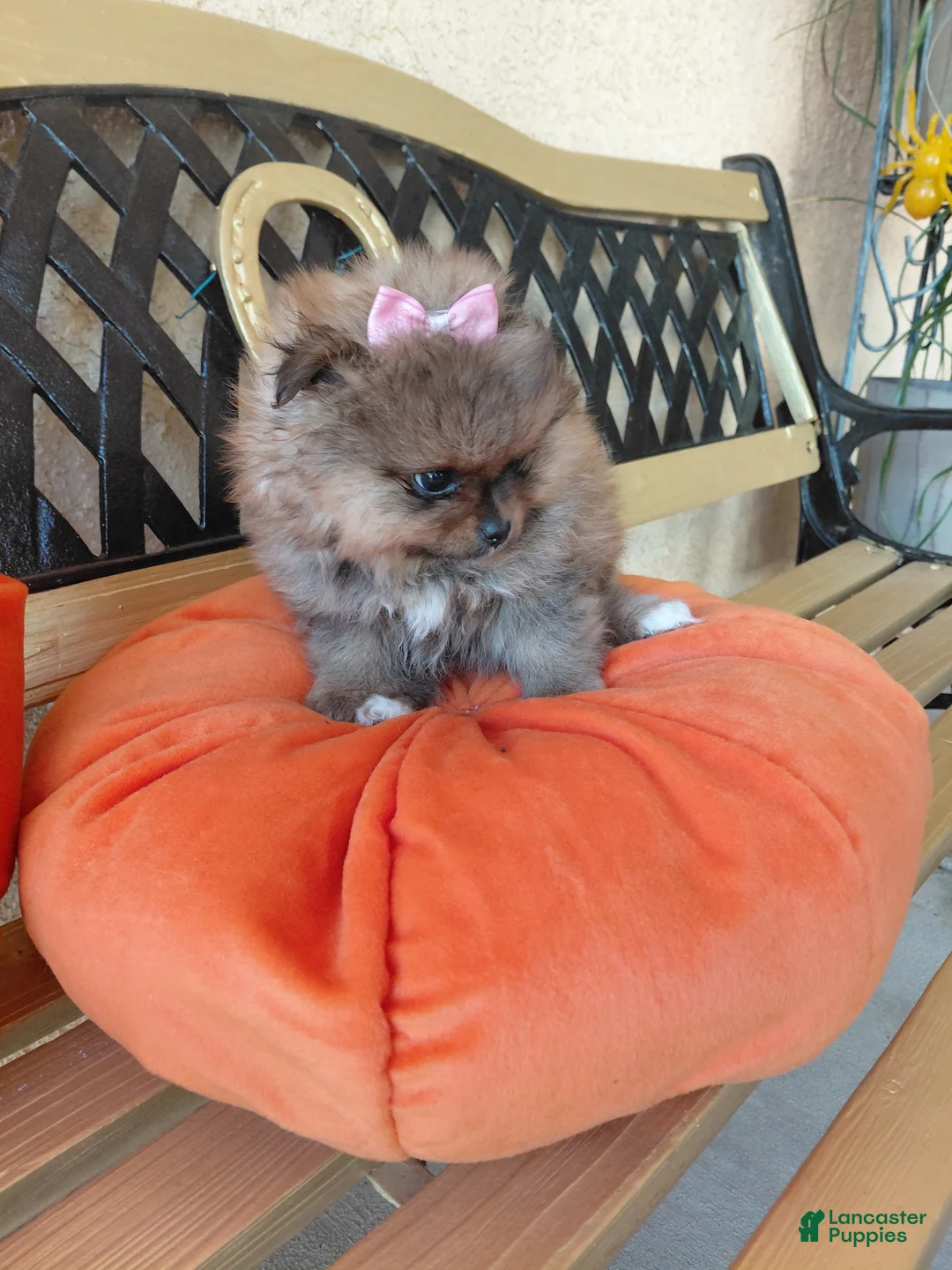 Pomeranian dogs for sale: Monchi - Ad 2