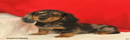 Dachshund dogs for sale: Marvin - Ad 3