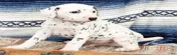 Dalmatian dogs for sale: Tyson - Ad 5