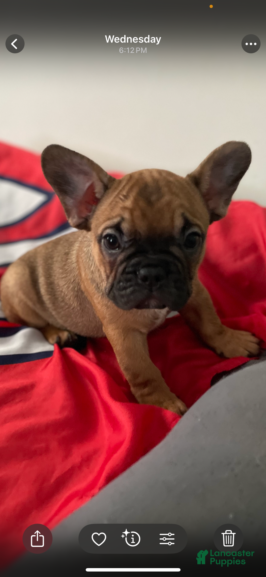 Bulldog Rescue Frenchie Washington French Bulldog Puppy For Sale