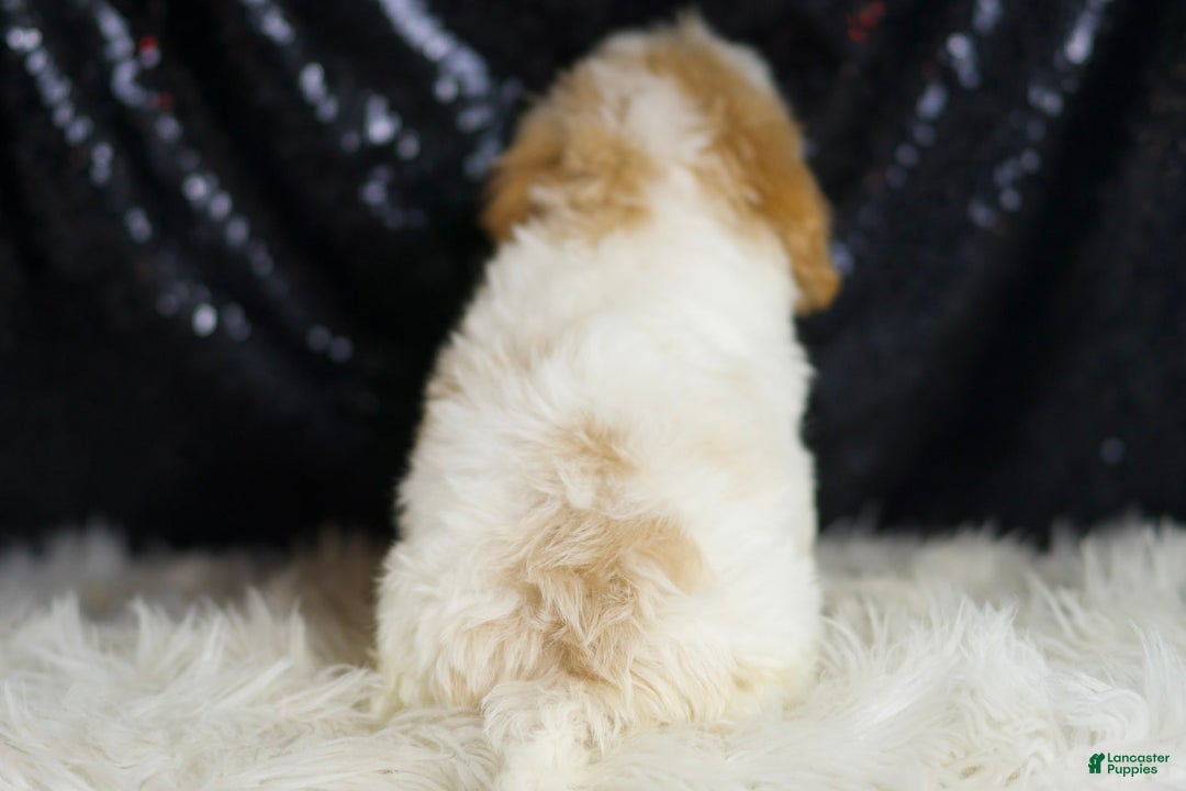 Yorkiepoo dogs for sale: Hurricane - Ad 6