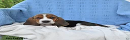 Basset Hound dogs for sale: Casey - Ad 5