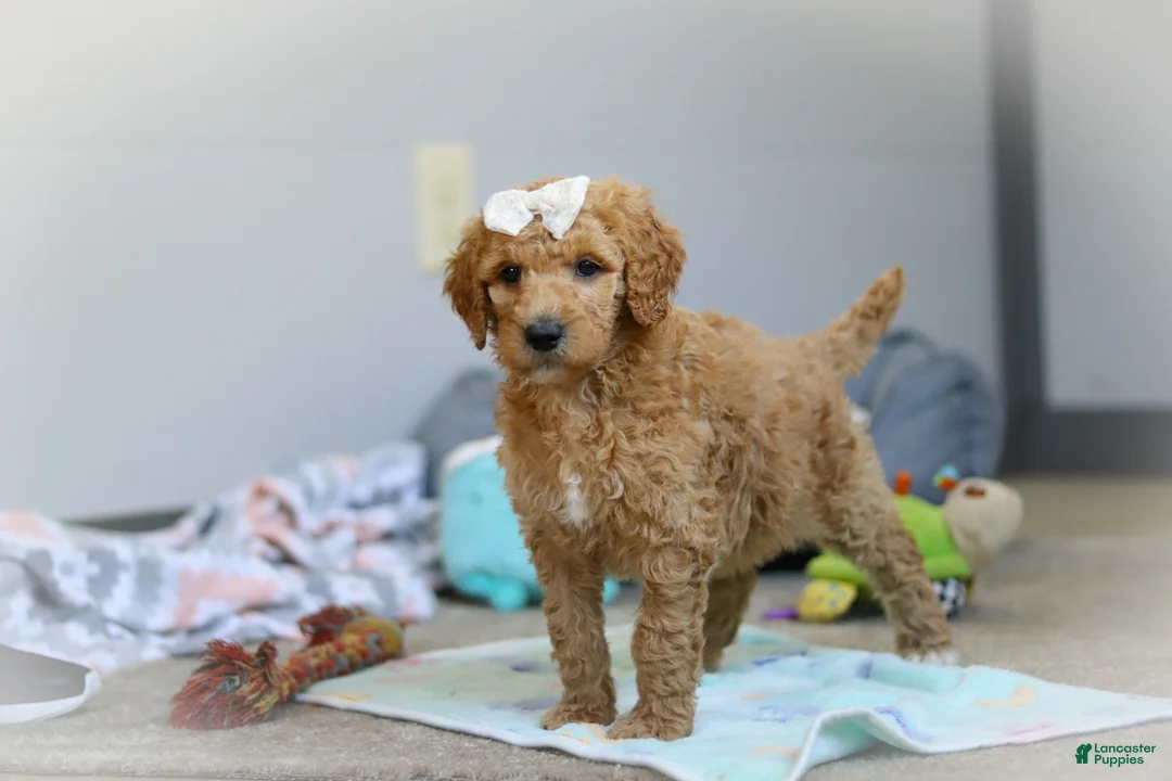 Standard Poodle dogs for sale: Nala AKC - Ad 2