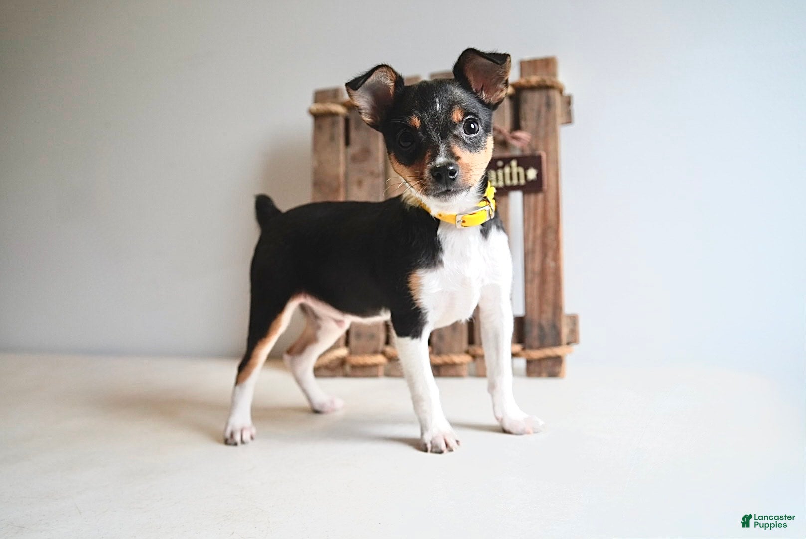 Toy Fox Terrier dogs Toy Fox Terrier Puppy 1 Pumpkin - Ad 1