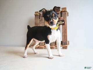 Toy Fox Terrier dogs Toy Fox Terrier Puppy 1 Pumpkin - Ad 4