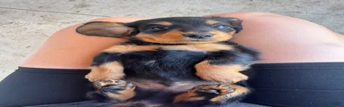 Miniature Dachshund 4