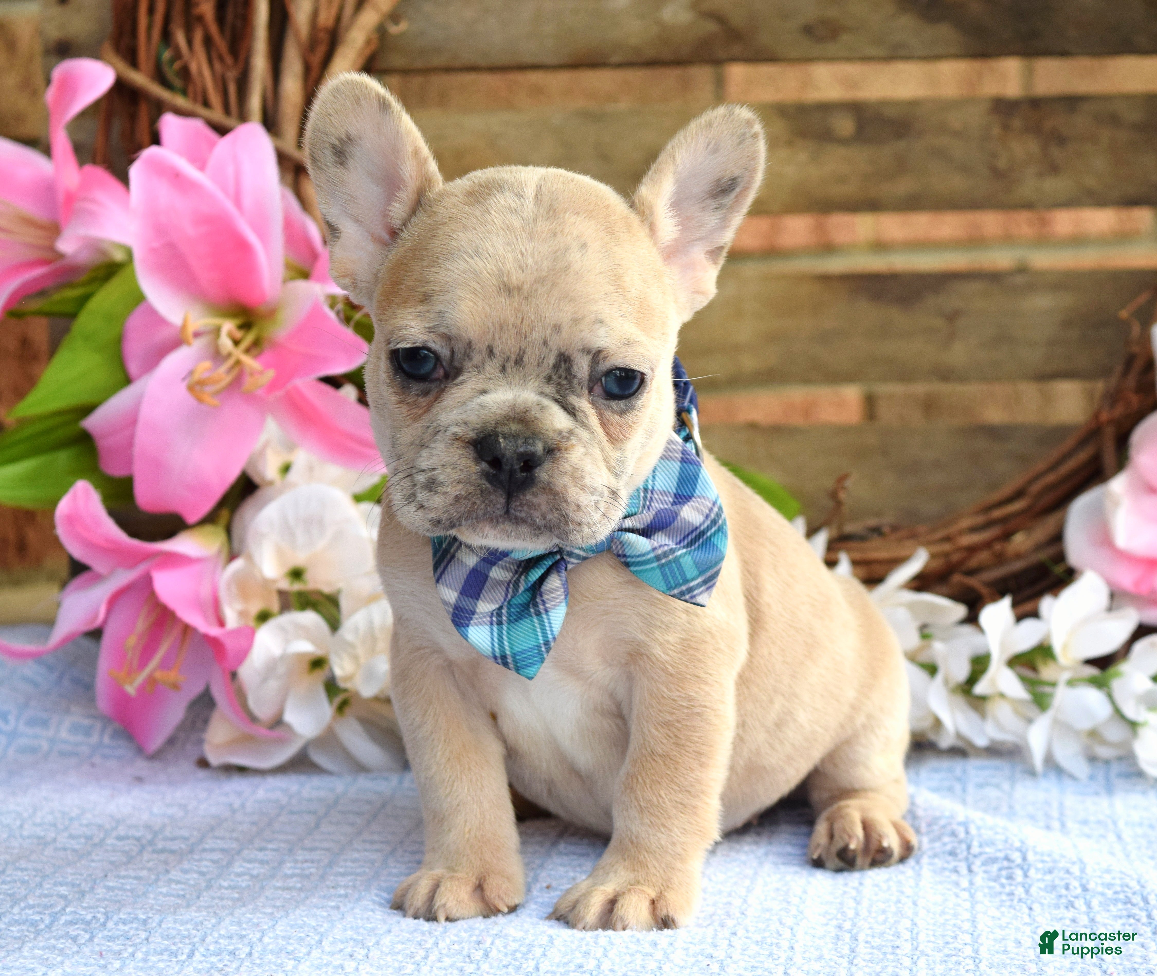 French Bulldog dogs Finn  - Ad 1