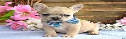 French Bulldog dogs for sale: Finn  - Ad 1