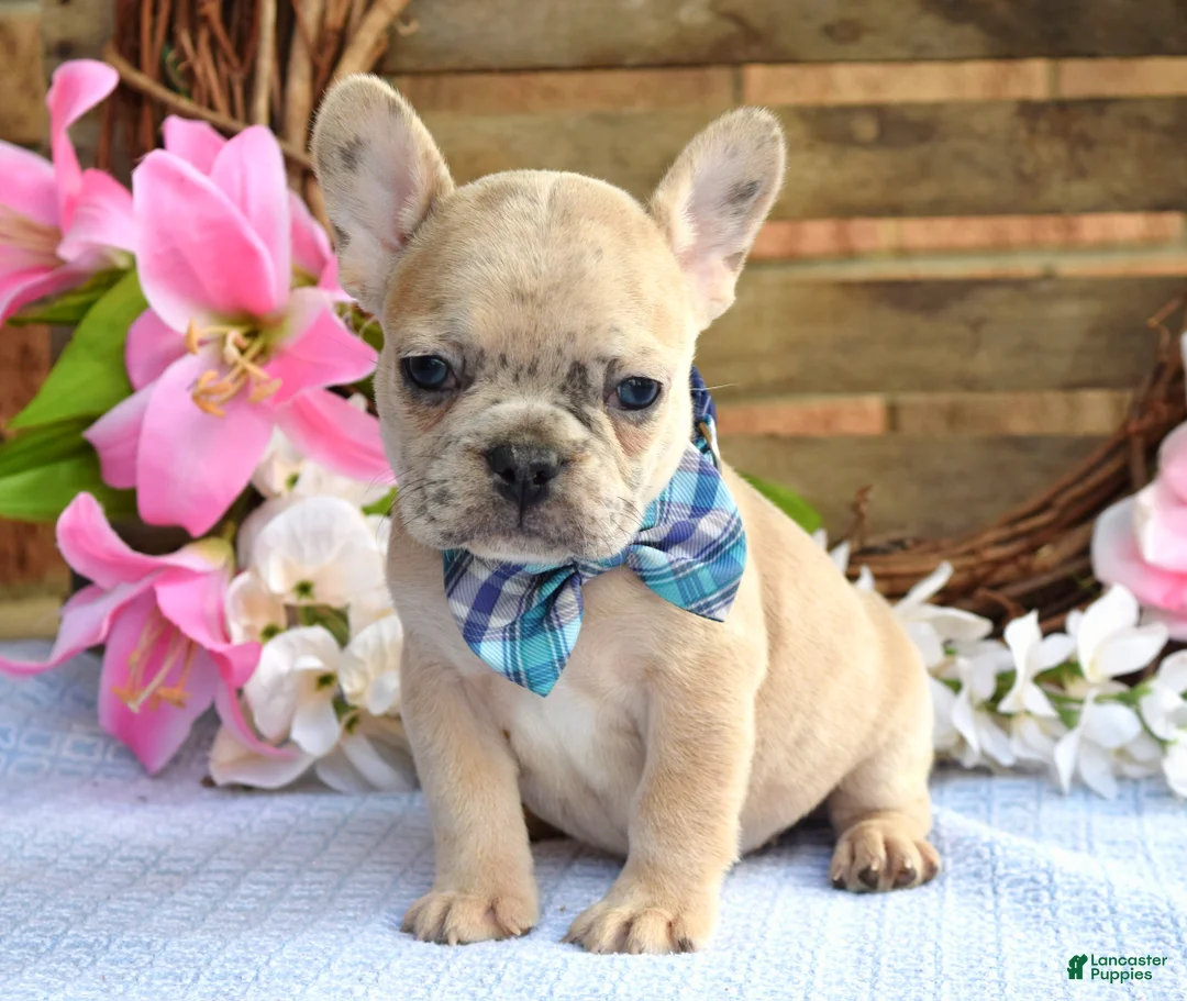 French Bulldog dogs for sale: Finn  - Ad 1