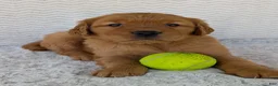 Golden Retriever dogs for sale: Porter  - Ad 5