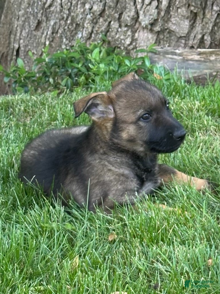 German Shepherd dogs German Shepherd Puppy 2 - Ad 2