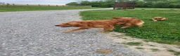 Golden Retriever dogs for sale: Robin - Ad 9