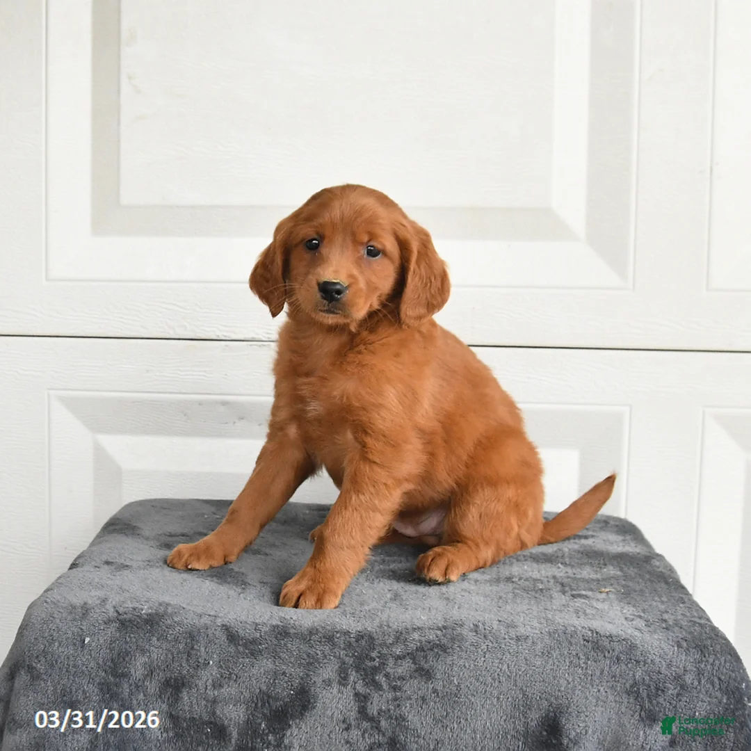Mini Goldendoodle dogs for sale: Marigold - Ad 2
