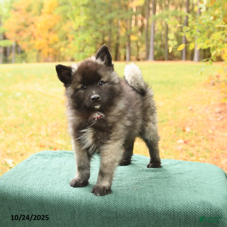 Keeshond dogs Monty - Ad 2