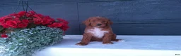 Goldendoodle dogs for sale: Peanut - Ad 3